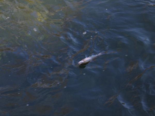 Bâtiment en pierres à vendre CHALEY (01) 1 garage et une pièce au 1er étage