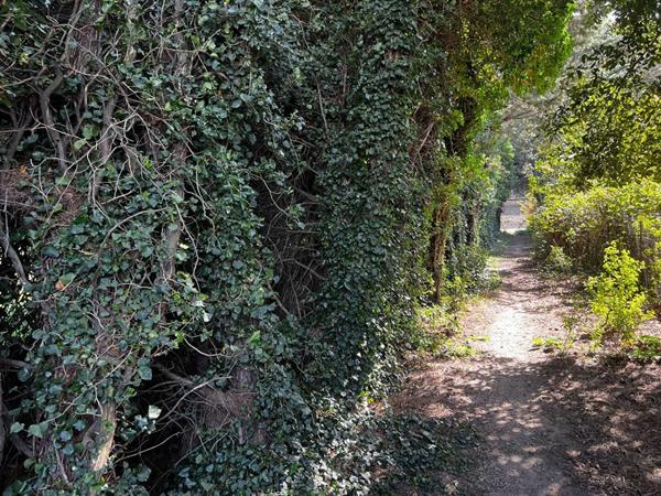 Terrain à vendre    Caderousse