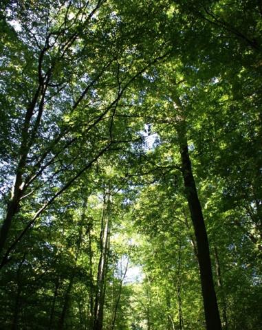 Terrain forestier