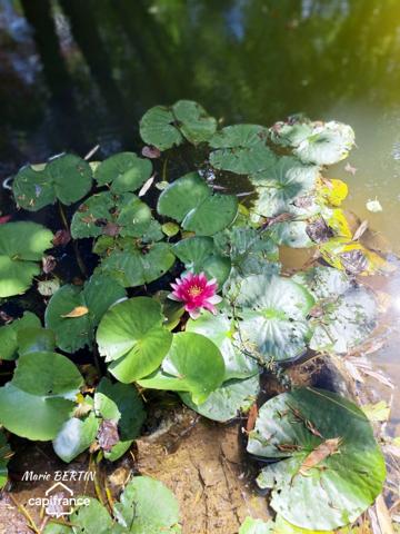 Propriété à vendre 11 pièces CELLES SUR BELLE (79)
