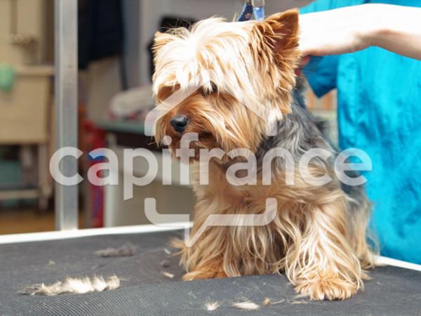 Local/bureau à louer LE CAP D'AGDE (34)