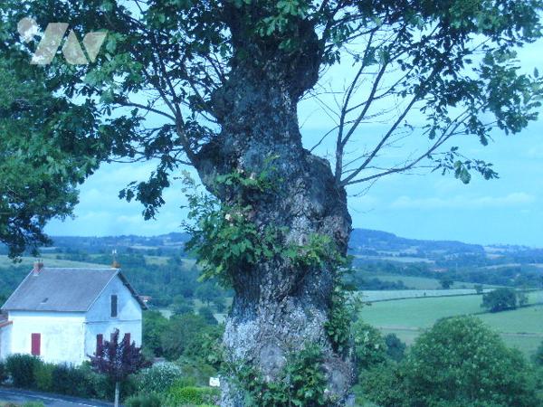 MAISON EN POSITION DOMINANTE