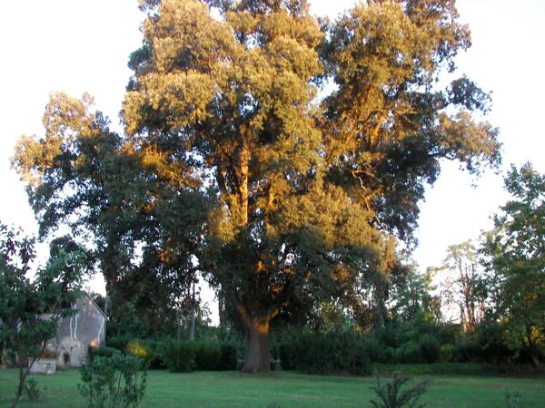 MANOIR