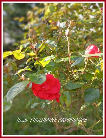 Dpt Deux Sèvres (79), à vendre SAINT MAIXENT L'ECOLE maison P9 Belle bâtisse de caractère 267 m²