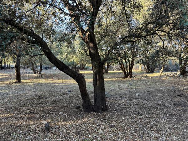 Terrain 3250 m2 avec batiment de 200m2 à vendre, proche de L'ILE ROUSSE (20)