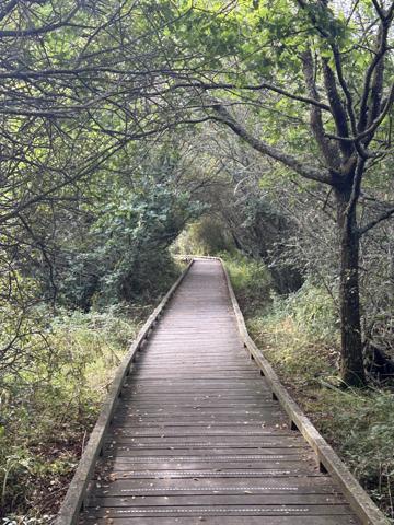 Sarzeau (56370) Terrain constructible de 1150m2