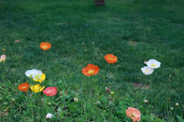 Terrain à vendre à VINGT-HANAPS