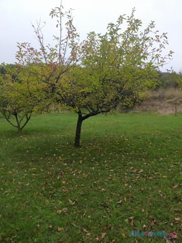 SPECIAL INVESTISSEURS