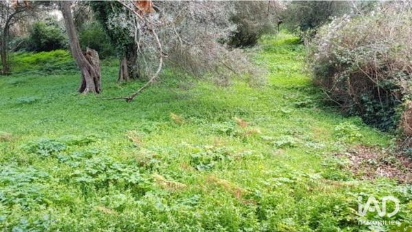 Terrain à vendre 1 800 m² Luri