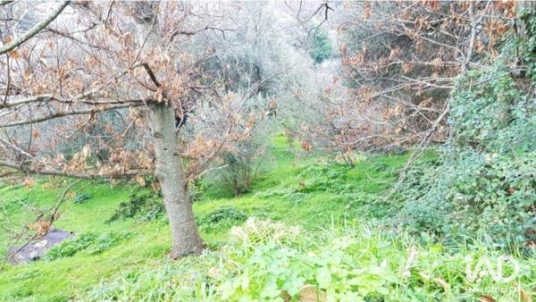 Terrain à vendre 1 800 m² Luri