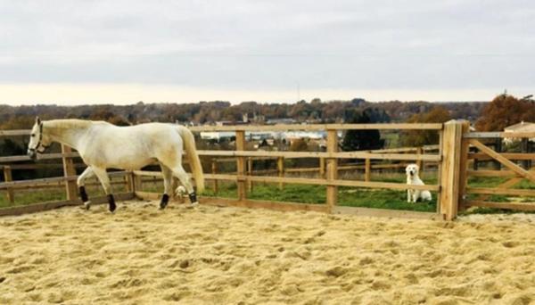 ✨ Maison d'exception 200m2+ gites 130 m2, installation equestre sur 5ha3 aux portes de Confolens (16) 695000€