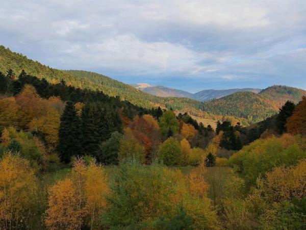 Immeubles 5000 m2 sur 4 ha Murbach