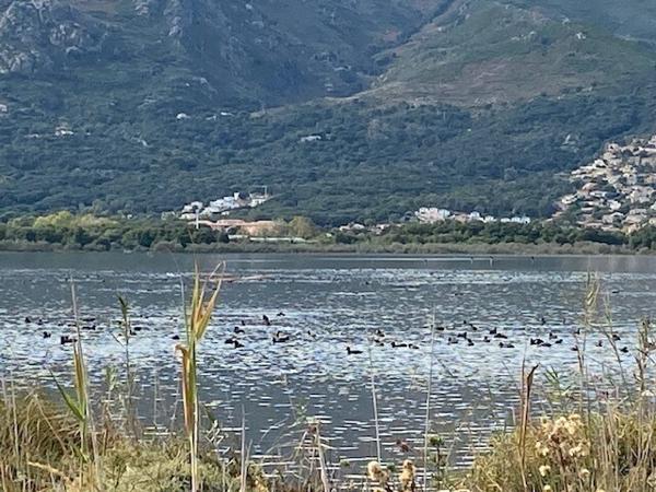 Villa Bord de Mer proche Bastia à BIGUGLIA