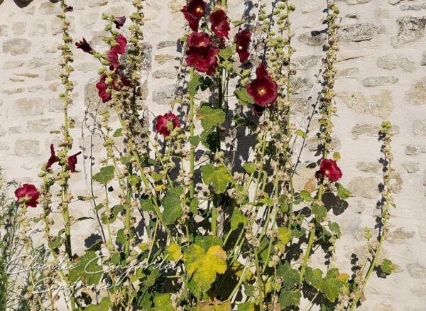 Dpt Charente Maritime (17), à vendre MARSILLY terrain