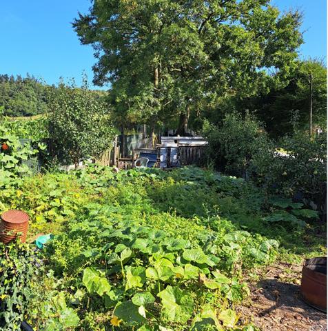Campagne de Balazé Terrain avec cabanon