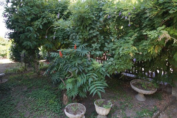 Maison  de ville  avec jardin -Villefranche Sur Saone 3 pièce(s) 70 m2