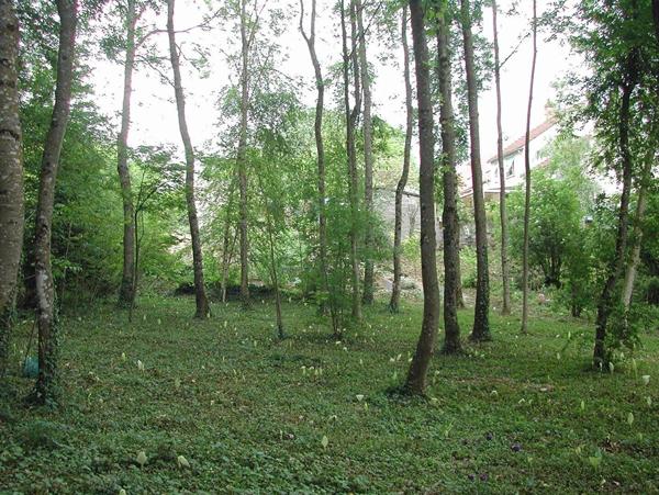 Vente Terrain 3133 m2 à Tavers