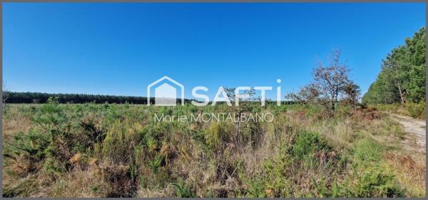 Terrain forestier de 1,6h à Sanguinet