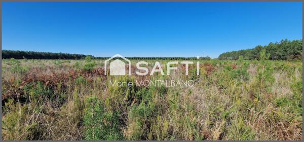 Terrain forestier de 1,6h à Sanguinet