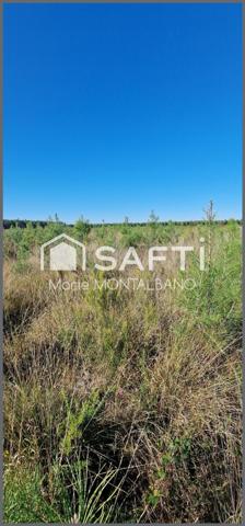 Terrain forestier de 1,6h à Sanguinet