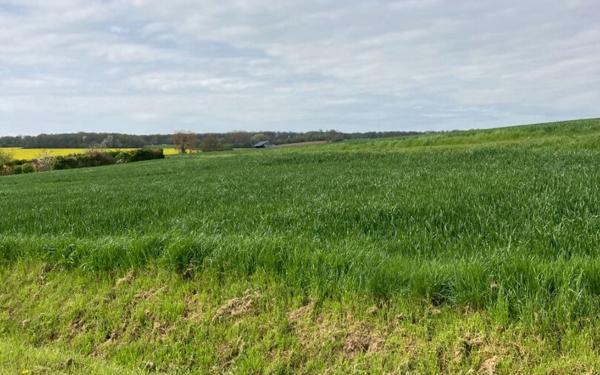 Terrain à vendre    Grisolles