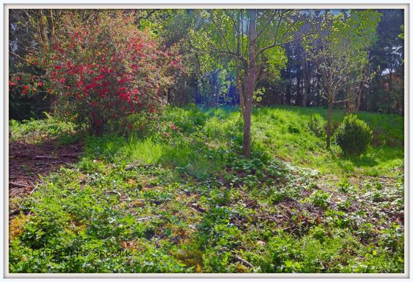 Maison à vendre en pierre de 143 m² habitable , grange, terrain CELLES SUR DUROLLE (63)