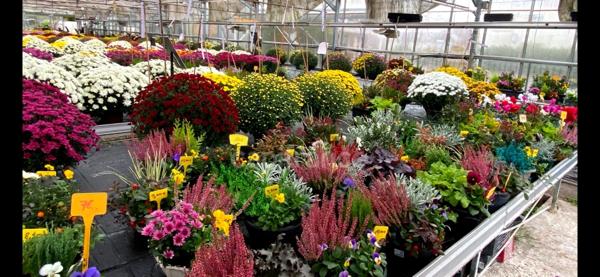 Alliez art de Vivre et Projet professionnel