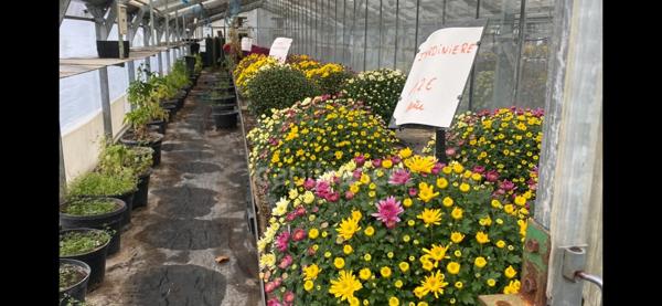 Alliez art de Vivre et Projet professionnel