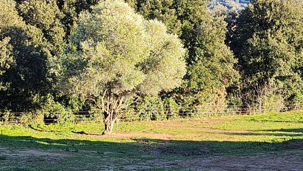 Carros (06510) CARROS LES PLANS RESIDENTIEL: JOLI TERRAIN A BATIR DE 800m² ENVIRON, VUE DEGAGEE SUR LES COLLINES , EXPOSE SUD