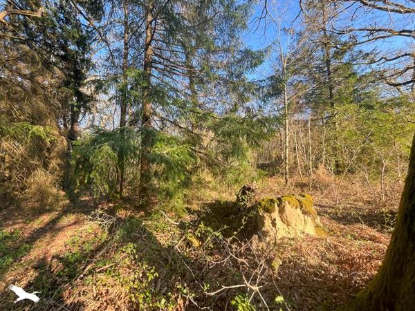 Terrain 10 000 € Cognac-la-Forêt 9300 m² DPE