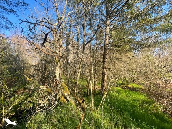 Terrain 10 000 € Cognac-la-Forêt 9300 m² DPE