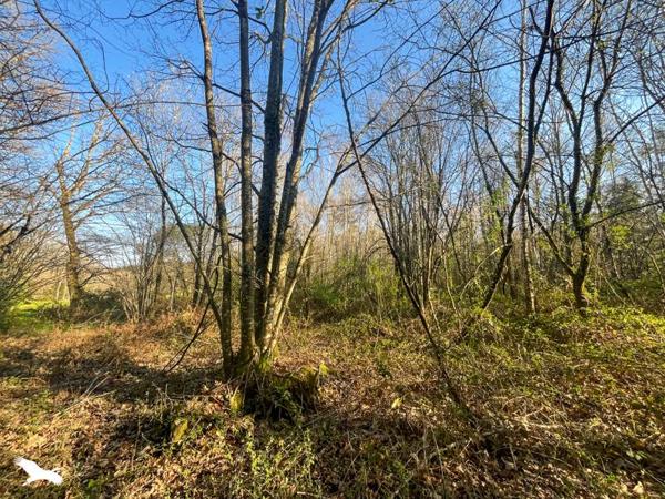 Terrain 10 000 € Cognac-la-Forêt 9300 m² DPE
