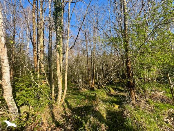 Terrain 10 000 € Cognac-la-Forêt 9300 m² DPE