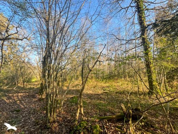 Terrain 10 000 € Cognac-la-Forêt 9300 m² DPE