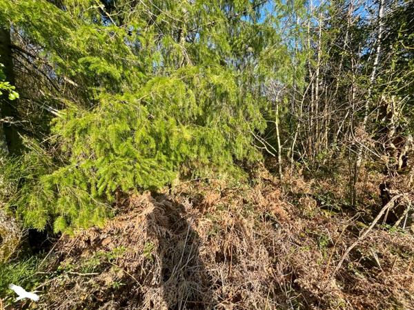 Terrain 10 000 € Cognac-la-Forêt 9300 m² DPE