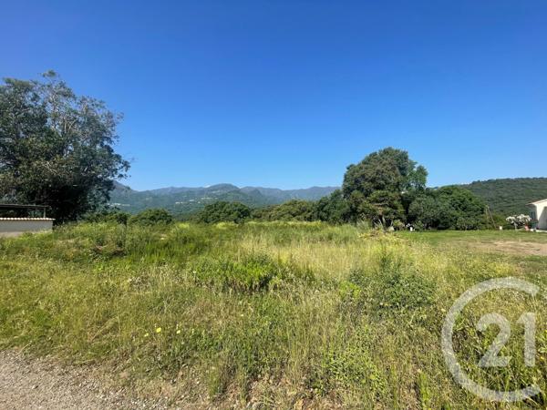 Terrain à vendre  4132 m2 SANTA LUCIA DI MORIANI - 202