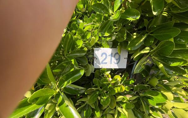 Maison à vendre    4 pièces • 110,70 m2 Biscarrosse