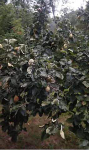 Terrain de loisirs de 11 265 m²