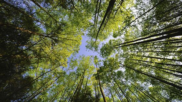 Terrain à vendre à Questembert