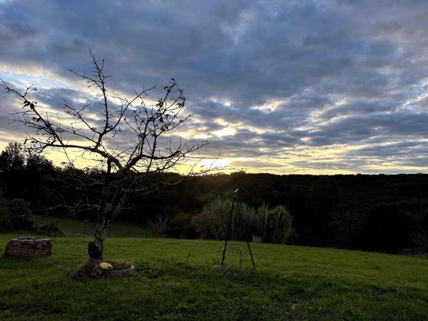 Vue dégagée sur la forêt