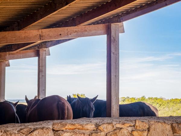 Propriété d’exception où le cheval est au cœur de la vie quotidienne proche de TOURNON D'AGENAIS (47)