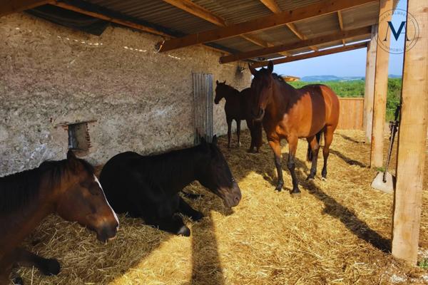 Propriété d’exception où le cheval est au cœur de la vie quotidienne proche de TOURNON D'AGENAIS (47)