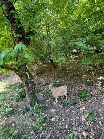 🏡 L’Authenticité de la Pierre & 3 200 m² de Liberté – À 10 min de Saint-Vallier