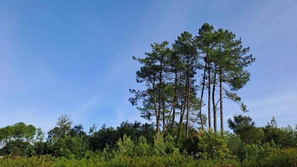 Terrain Moliets Et Maa 1111 m2