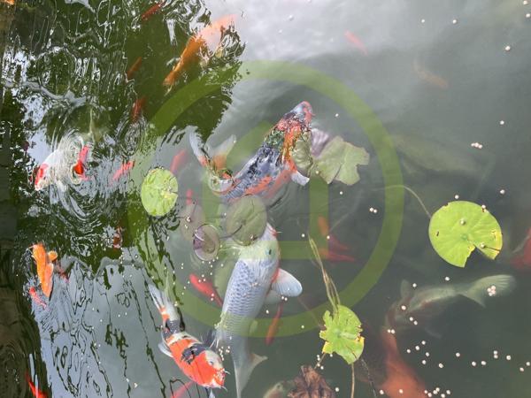 Maison à MOINEVILLE (54580)