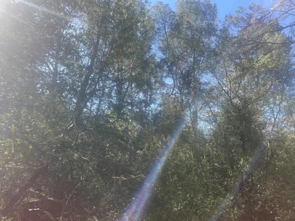 Immobilier Lorgues (83510) – Terrain 3270m2 – 10 000 €