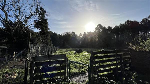 Maison à vendre |  Bors (Canton de Baignes-Sainte-Radegonde) |  2 pièces | 49 m²