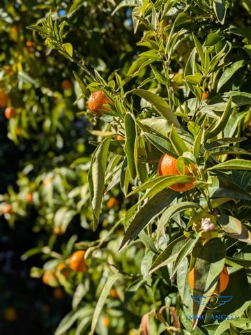 Villa T6 150m2 avec piscine et appartement indépendant