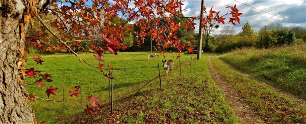 Le vieux moulin de Puntet à Saint-Martin-de-Seignanx