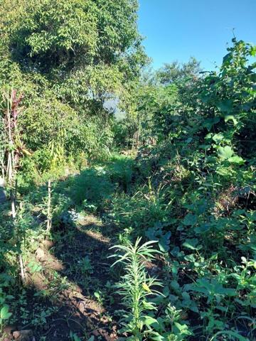 TERRAIN A BATIR, LE TAMPON